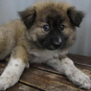愛護団体様が引き出してくださいました。子犬♂256