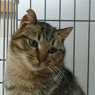 里親さん募集　公園で保護されました