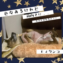 色々あるけれど・・・→全頭譲渡決定！