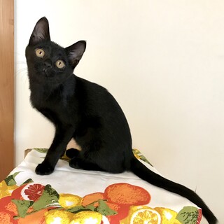 甘えん坊でボーイッシュな肩乗り喜生ちゃん