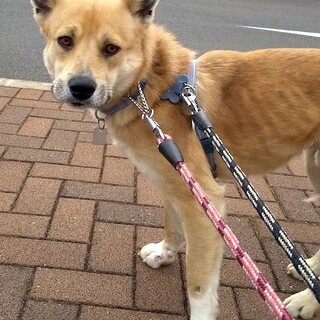 現在怖いこと克服中、瞳の綺麗なヴィーダー