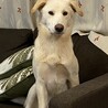 だふお
