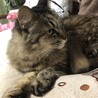 ふじお0826