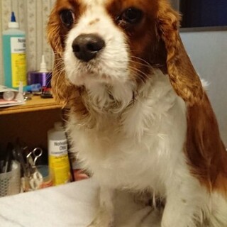 キャバリアのゆりこちゃん