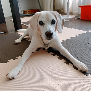 マシューくん　12Kg