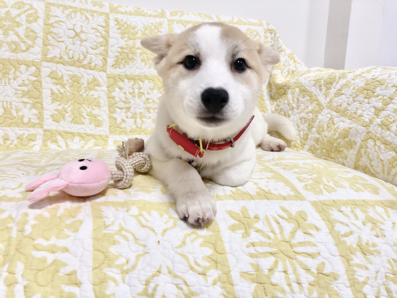 お鼻がハートマークのちく 福島県 犬の里親募集 ペットのおうち 月間利用者150万人