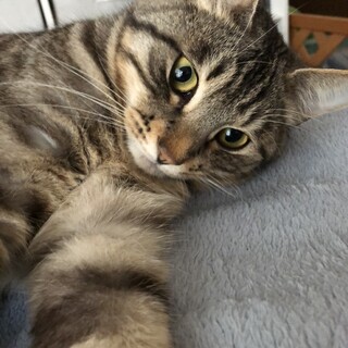 お陰様で知り合いからの里親希望者が見つかりました。