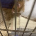ハムスターの里親さん募集中！