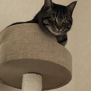 お陰様で知り合いからの里親希望者が見つかりました。