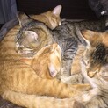 放棄された猫ちゃん達の里親様を募集します