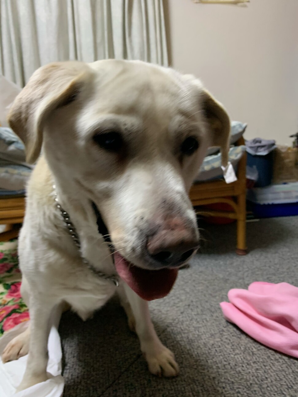 指定年齢５歳 ラブラドール 栃木県 犬の里親募集 ペットのおうち 月間利用者150万人