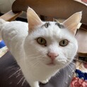 オス1年の猫です