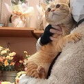 【2/14譲渡会】とっても甘えん坊くん