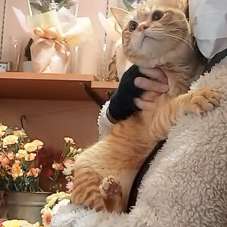 【2/14譲渡会】とっても甘えん坊くん