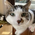 雄猫 ゴロちゃんです