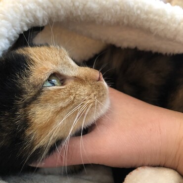 膝の上からぬくぬく外を見る