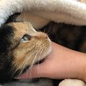 膝の上からぬくぬく外を見る