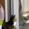でも、外が気になる