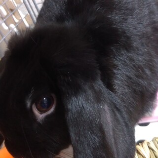 たれ耳が可愛いドワーフロップイヤー（現在交渉中）