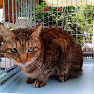 【内定・募集中止】性格の良い高齢猫です（10歳♂）