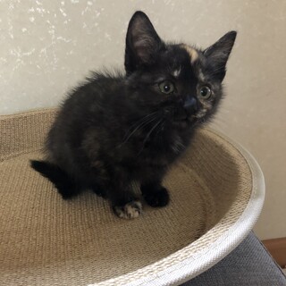 可愛すぎる三日月サビちゃん！