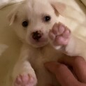 ハイくん✴︎２ヶ月✴︎男の子