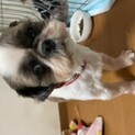 シーズ