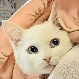 【2/21譲渡会】ブルーアイ猫くんです！