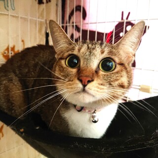 大きな瞳のおしゃべり上手なひなちゃんとお幸せに♡