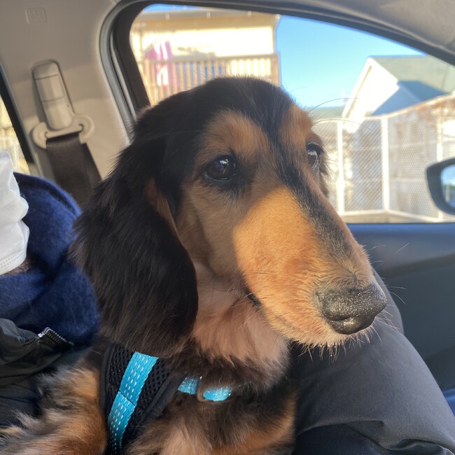 ぎゅうどんのカバー写真