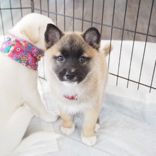 鼻黒がキュート過ぎる“ミルフィーユちゃん”