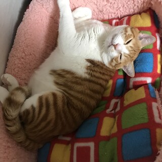 ☆人懐っこい茶白のホイップ♫