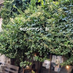 ４月の譲渡会は中止になりました　大阪市北区*　古民家カフェでねこの譲渡会 サムネイル2