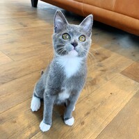 ビビ