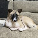元野犬もうすぐ2歳　女の子　雑種