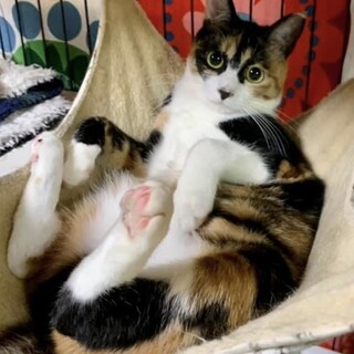 【お見合い歓迎】個性的な三毛猫みかんちゃん♡