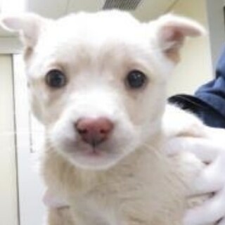 ◆ここから出して◆D877子犬ちゃん