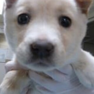 ◆ここから出して◆D979子犬ちゃん