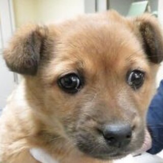 ◆ここから出して◆D1002子犬ちゃん