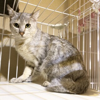 【2/21譲渡会】他のニャンコがいないご家庭向き