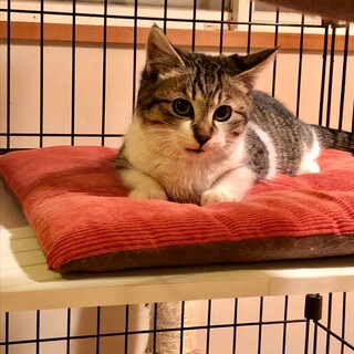 まん丸お目目♡テンくん