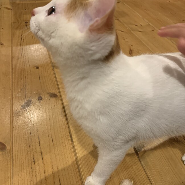 ぽん#のカバー写真