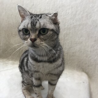 他ブリーダーの女の子の里親様募集