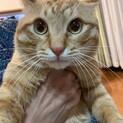 雑種　2歳　オス　チャトラ