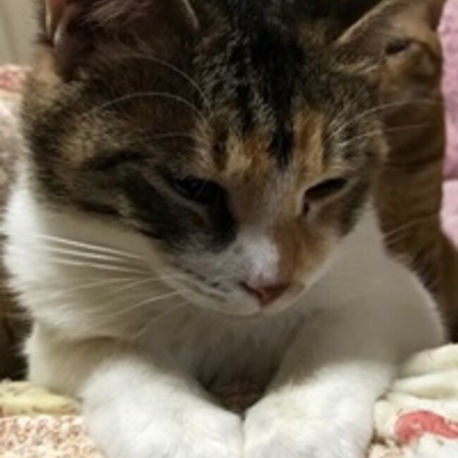 hfmtkのカバー写真