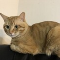 雑種　チャトラ　オス
