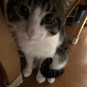 雑種　オス　白黒