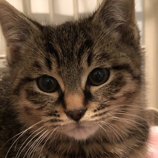 モコモコの可愛い子猫です❤️