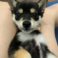 まろ