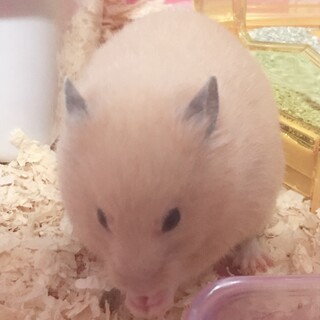 キンクマ♀2019年6月生まれの大人です